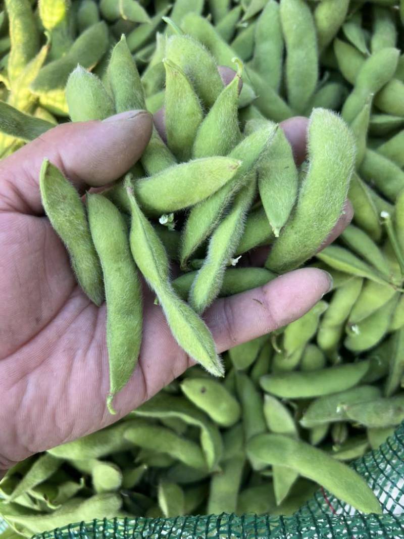 精品毛豆大青豆,86.大量供应市场货,打米豆