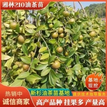 湘林系.长林系列油茶裸根苗.杯苗基地直销手续齐全