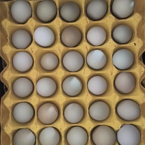 鸡厂直销精品黑凤白凤绿壳无抗散养品质有保证