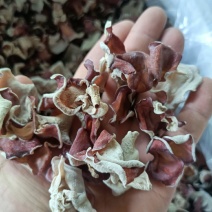 粉木耳