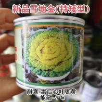 新品雪地金黄心乌种子一代杂交黄心乌塌菜种子耐寒黄心菜种