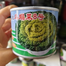 乌塌菜8号耐寒黄心乌种子特矮棵基地专用黄心乌塌菜种子