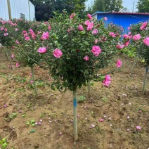 木槿精品红花木槿规格齐全基地直销欢迎选购