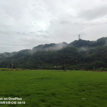 马尼拉草皮贵阳基地