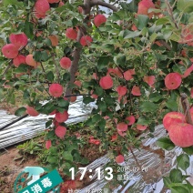 秦脆苹果