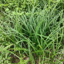天然食用野生麦冬种苗药用块根茶饮绿化庭院四季植物麦冬草常