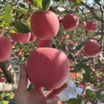 绥中县寒富苹果/辽宁寒富/对接抖音快手电商货一件代发