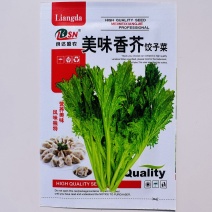 饺子菜种子香叶饺子菜种香芥菜种籽四川四季蔬菜香菜种子