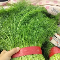 茴香苗