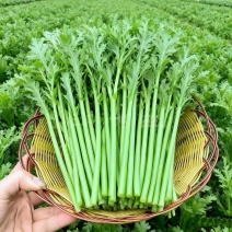 江苏淮安产地茼蒿，诚信代收，质量有保障，一手货源。