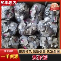 河北石家庄精品秀珍菇，菌盖圆润，柄鲜味鲜