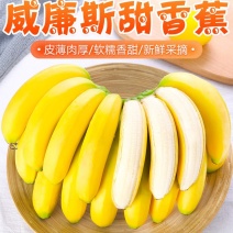 精品广西威廉斯香蕉大量上市货源充足价格优惠一手货源