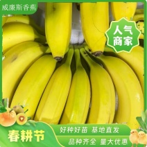 优质广西威廉斯香蕉产地直发量大价优支持视频产地看货