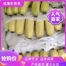广西香蕉大量上市产地直发量大价优欢迎老板咨询要货