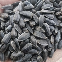 《油葵》河北葵花/出油率高/常年供应/价格可以商议