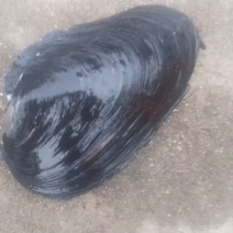 河蚌