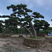 黑松造型盆景精品货