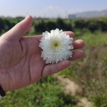 药用杭白菊