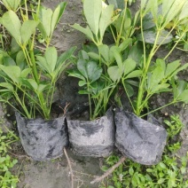 鸭脚木鹅掌柴，基地常年直销，各种规格，量大从优