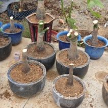 发财树3-5年