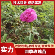 四季玫瑰多季梅玫瑰小苗工程苗营养杯苗欢迎咨询
