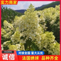 圆锥绣球小苗花冠直立圆锥绣球八仙花绣球木绣球