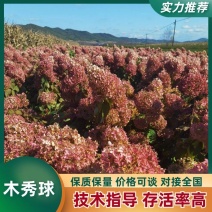 木秀球木绣球圆锥绣球大花水亚木木绣球小苗