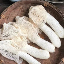 贵州织金竹荪