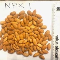 np巴旦木巴旦木仁薄壳坚果坚果干果果仁饱满