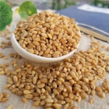 淮小麦中药材新货正品无熏硫甘麦淮小麦茶淮自产小麦颗粒正品