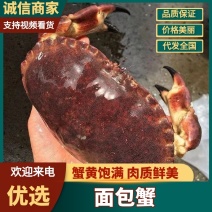 生冻面包蟹超大即食黄金蟹珍宝蟹梭子蟹母鲜活水产螃蟹