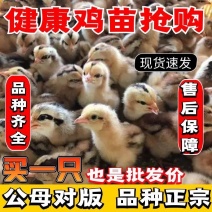 土鸡苗三黄鸡苗脱温鸡分公母易养活提供技术全国包邮