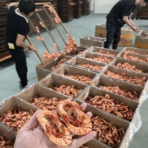 九节虾干虾干草虾干黑虎虾干金刚虾干