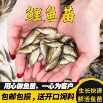 鲤鱼鱼苗大型养殖场养殖业对接云贵川陕西湖南湖北