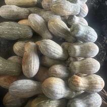 蜜本南瓜基地直收量大价优