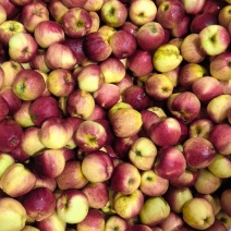 昭通苹果🍎