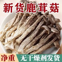 鹿茸菇今年新货煲汤整根天然无硫大货供应秋冬季好吃