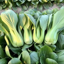 绿贝青梗菜种子耐热耐寒上海青菜小油菜春夏秋蔬菜种子
