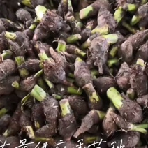 槟榔芋种