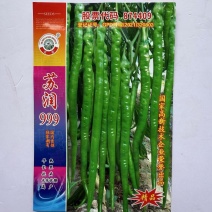 苏润999辣椒种子早熟线椒种子特长果绿色条椒高产顺