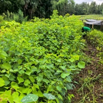 湖北乌桕杯苗自产自销规格全价格优对接全国市场档口欢迎订购