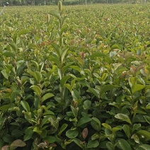 油茶苗
