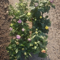 150盆九月菊，菊花，大菊花，6个颜色。冠幅大