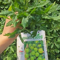 梦想青甜二号小番茄苗嫁接青甜二号小番茄苗原装正品种子育苗