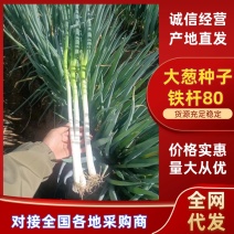 铁杆80大葱种子，抗倒扶耐严寒，抗病性易种植