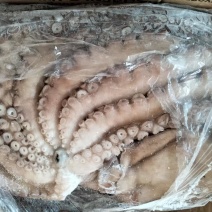 大章鱼