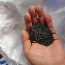 自家种的油菜籽