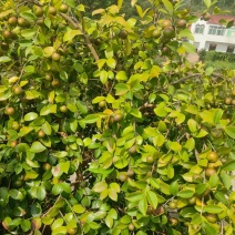 现摘山油茶果老品种老茶油果鲜油茶籽