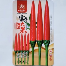 两广海南热销富乔大果朝天椒种子高产抗病大果型辣椒种基地