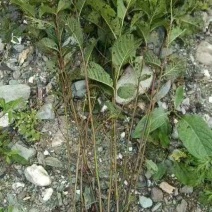 桤木树苗